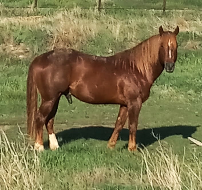 AQHA SIRENDAM HAM IAM 20250507 (7) AQHA SIRENDAM HAM IAM 20250507 (7)